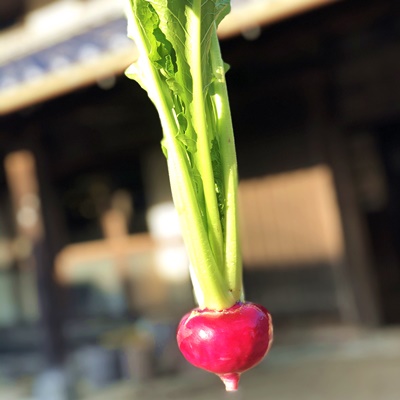 【かぶ家族】 食べ比べてみてください!個性豊かな「かぶ」のセット