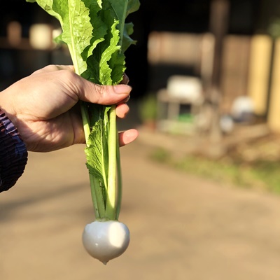 【かぶ家族】 食べ比べてみてください!個性豊かな「かぶ」のセット