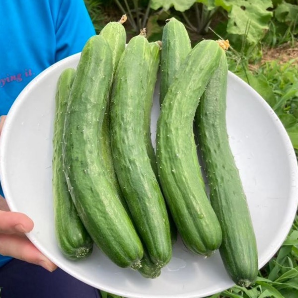 夏バテ防止に！胡瓜を食べよう！「ときわ地這胡瓜」