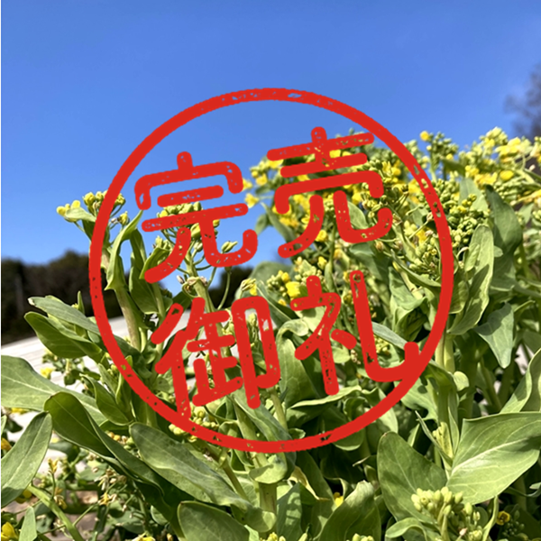 春の恵みをまるごと食べる【菜の花セット】色々な種類の菜の花をお届け