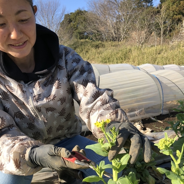 春の恵みをまるごと食べる【菜の花セット】色々な種類の菜の花をお届け