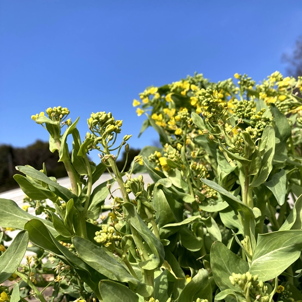 春の恵みをまるごと食べる【菜の花セット】色々な種類の菜の花をお届け
