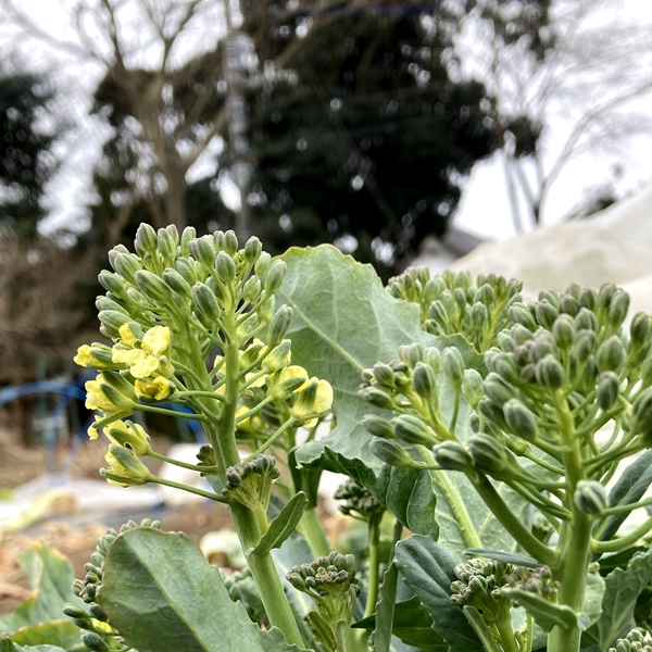 春の恵みをまるごと食べる【菜の花セット】色々な種類の菜の花をお届け