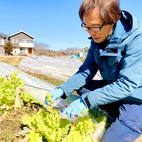 春の恵みをまるごと食べる【菜の花セット】色々な種類の菜の花をお届け
