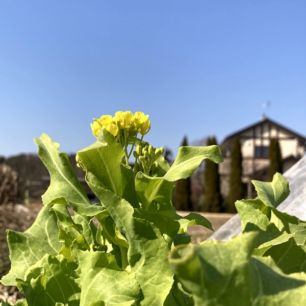 春の恵みをまるごと食べる【菜の花セット】色々な種類の菜の花をお届け