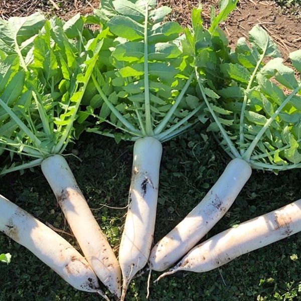 「簡単なのに超豪華!鍋料理に最適」野菜を切るだけで完成【鍋セット】