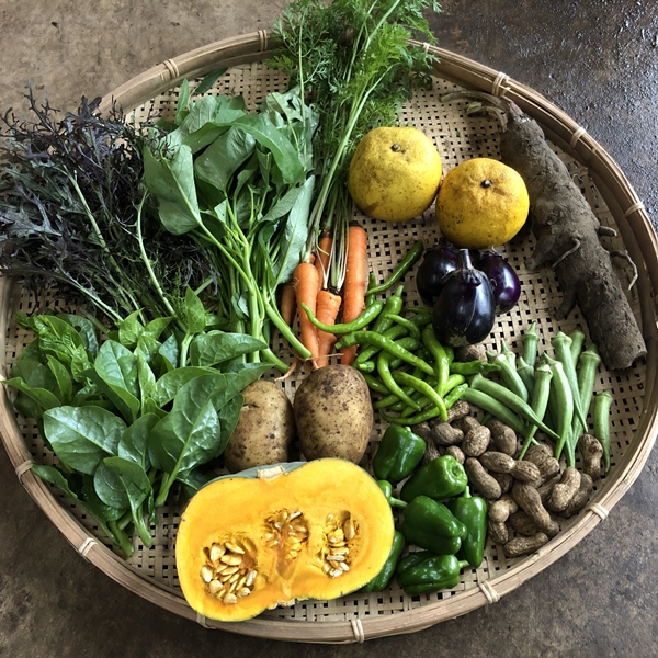 定期宅配】 無農薬・自然栽培 季節の産直野菜いろどりセット Mサイズ 8