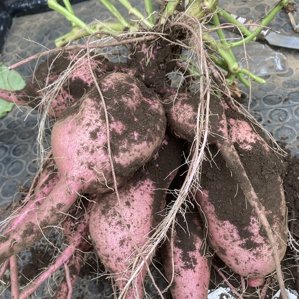 茨城県龍ヶ崎産 安納芋 紅あずま さつまいも４ｋｇセット