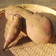 訳あり！さつまいも「紅はるか」１kg【農薬・化学肥料不使用】