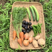 【定期宅配】旬のお野菜定期宅配セット