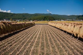 米作りに最適な日本の気候