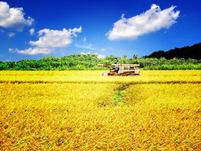 名前の由来は「小野小町」