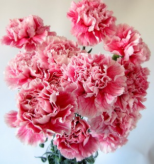 花屋　静岡　花　花や　花束　送料無料　フラワーアレンジメント　プレゼント　ギフト　鉢花　観葉植物　胡蝶蘭　コチョウラン