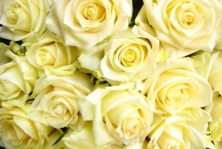 J Aime La Fleur 花や 豪華で特別なバラの花束 クリーム色のバラの花束