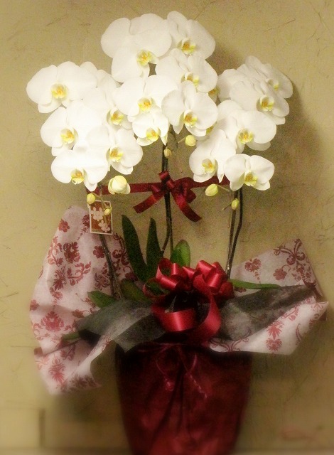 花屋　静岡　花　花や　花束　送料無料　フラワーアレンジメント　プレゼント　ギフト　鉢花　観葉植物　胡蝶蘭　コチョウラン