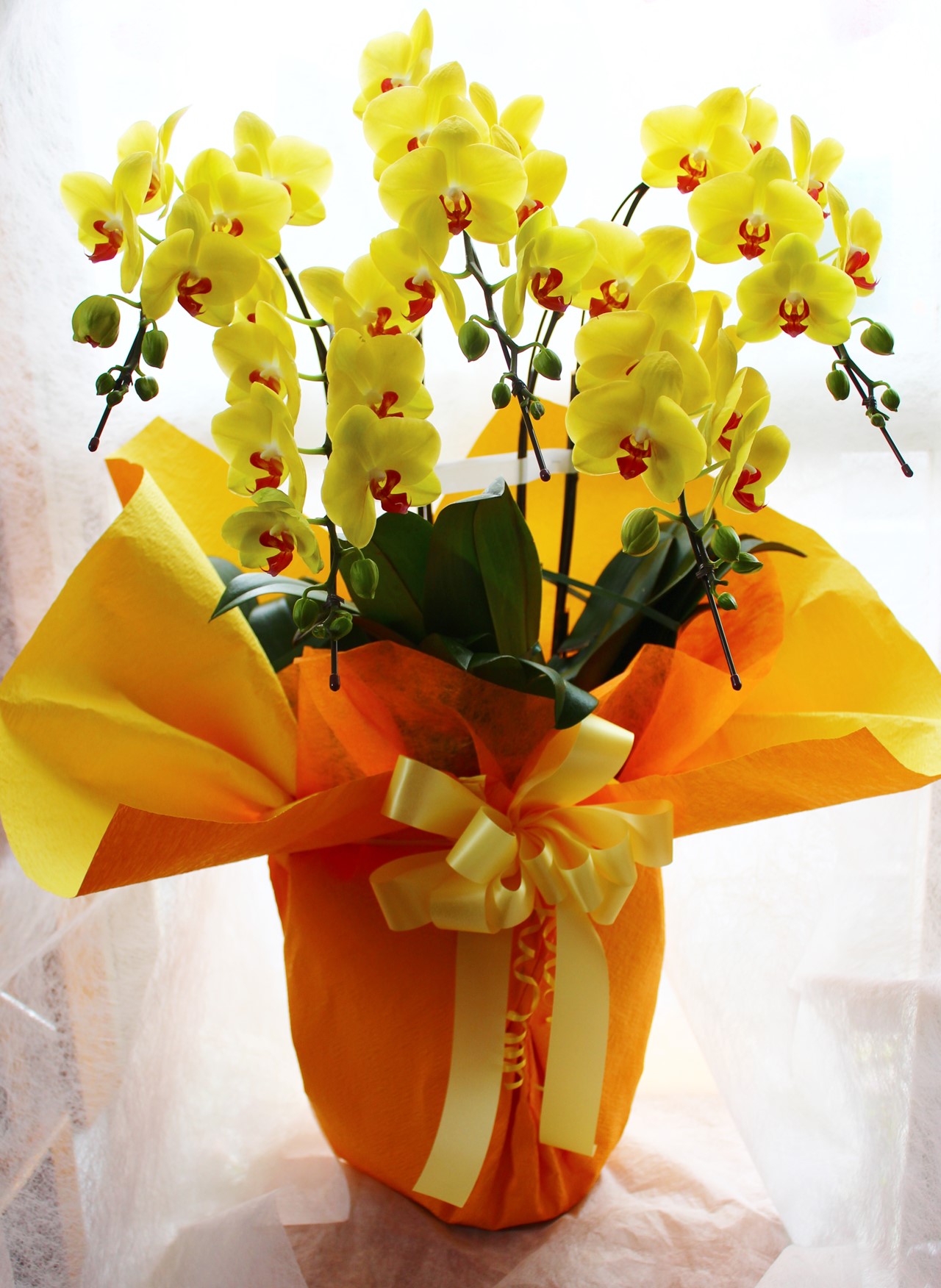 黄色の胡蝶蘭 スタンド花 リボン付き 黄色花の胡蝶蘭 5本立ち