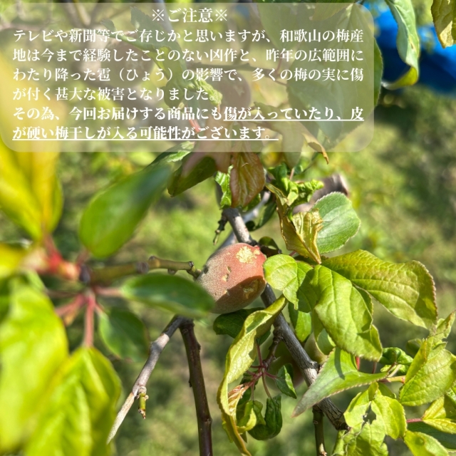 【送料無料（ネコポス便）】お試し無選別はちみつ梅干し160g入