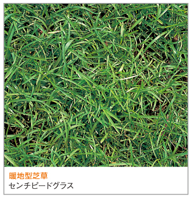 センチピードグラス 1kg Benidai Benidaiセンチピードグラス 1kg入 お庭の広さ12～18坪用 暖地型