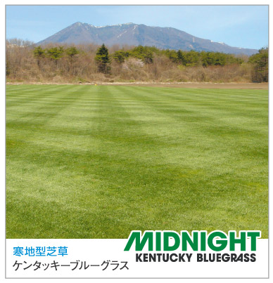 ケンタッキーブルーグラス ミッドナイト