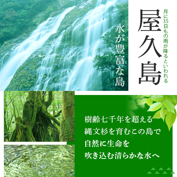 焼酎 屋久杉 25度 1800ml