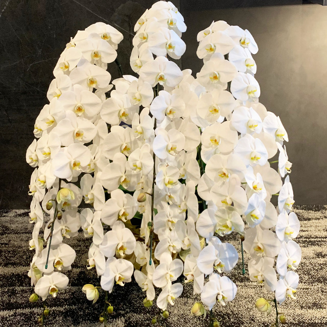 胡蝶蘭8本立ホワイト