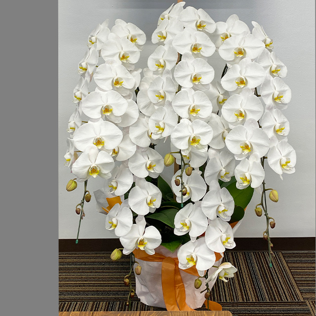 胡蝶蘭5本立ホワイト