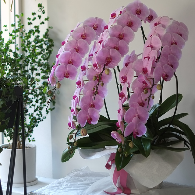 胡蝶蘭5本立ピンク