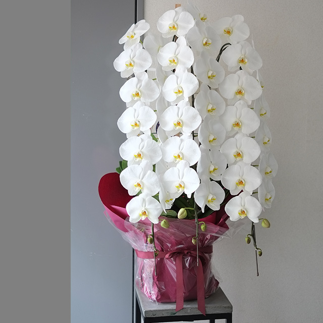 胡蝶蘭3本立ホワイト