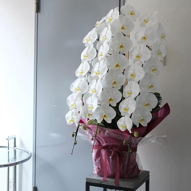 胡蝶蘭3本立ホワイト