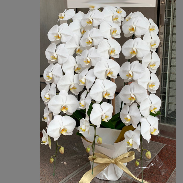 胡蝶蘭3本立ホワイト