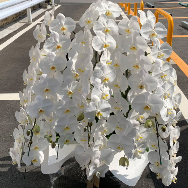 贈答用｜コチョウラン8本立ホワイト｜東京23区のみのお届け｜80,000円