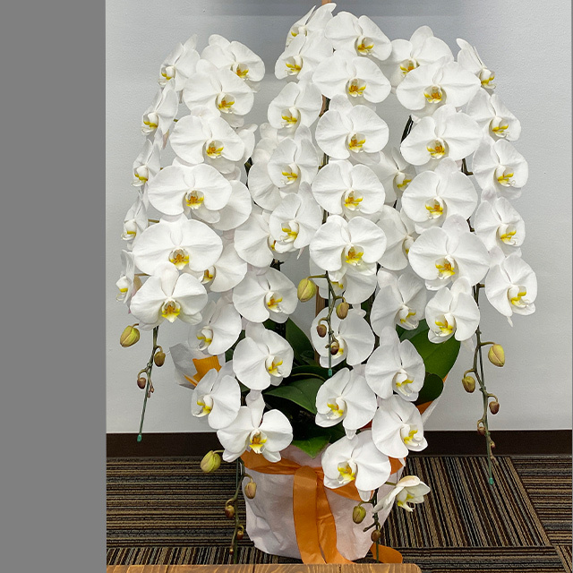 胡蝶蘭5本立ホワイト