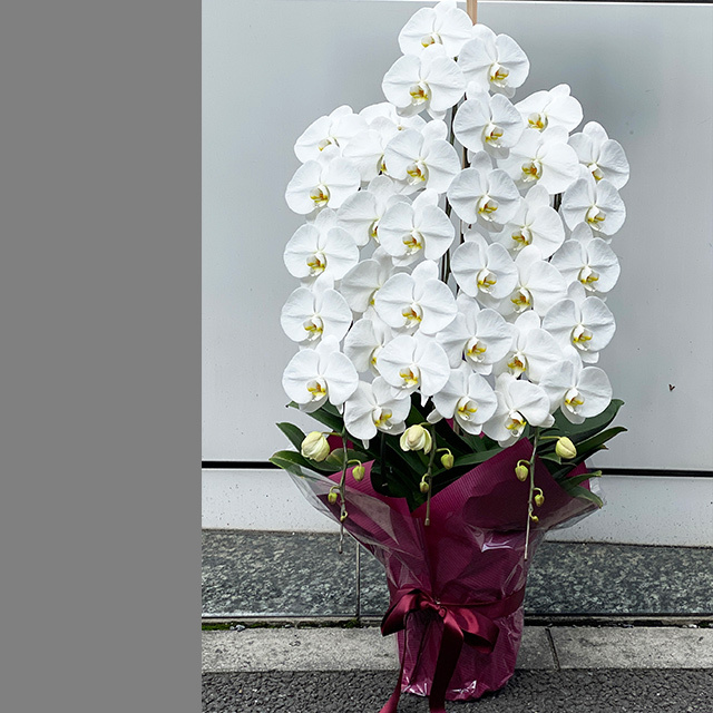 胡蝶蘭3本立ホワイト