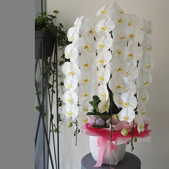 胡蝶蘭3本立ホワイト