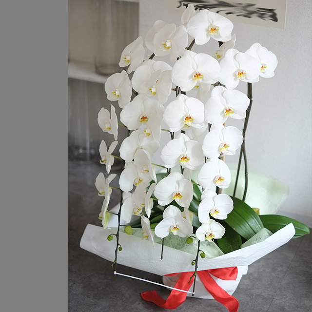 胡蝶蘭3本立ホワイト