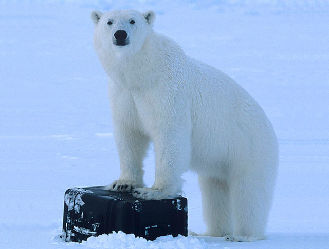 防塵・防水型ハードケース エクスプローラーケース IEX-3005B【摂津