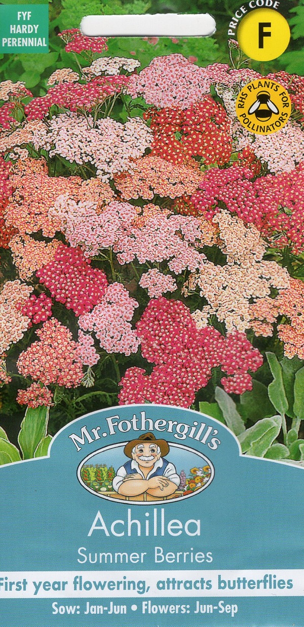 Achillea Summer Berries アキレア・サマー・ベリーズ