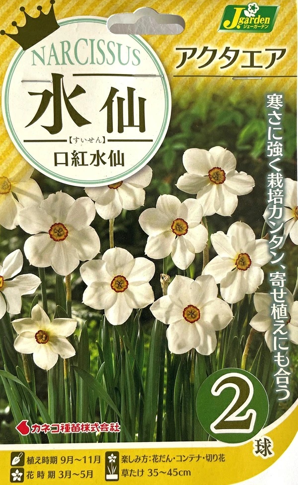 水仙　アクタエア