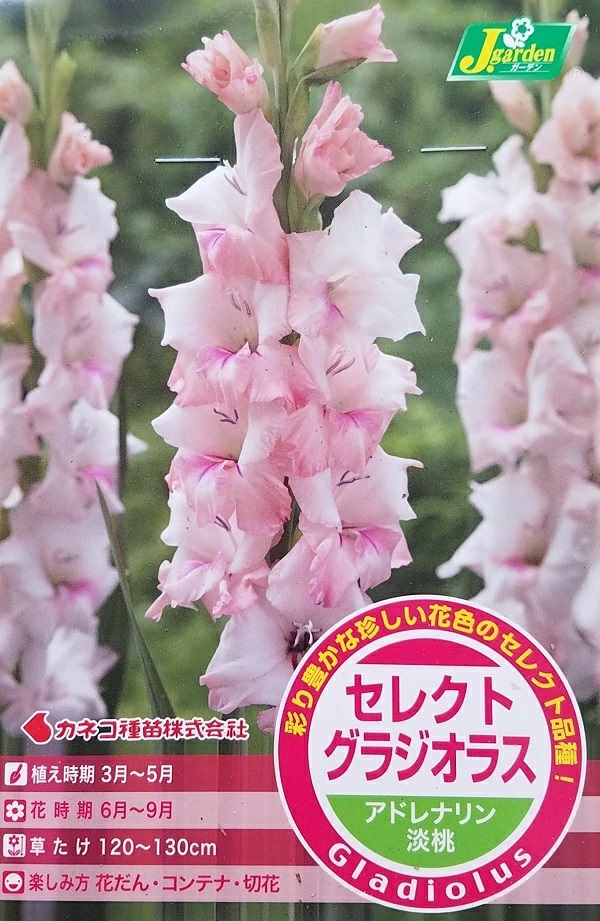 セレクト グラジオラス アドレナリン 5球入