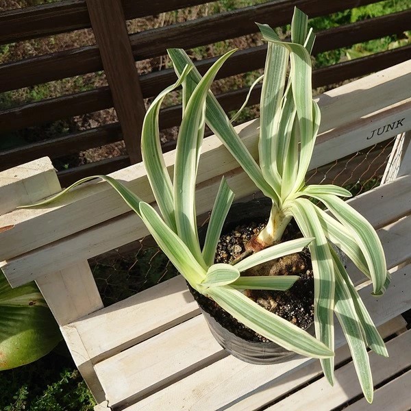 斑入アガパンサス