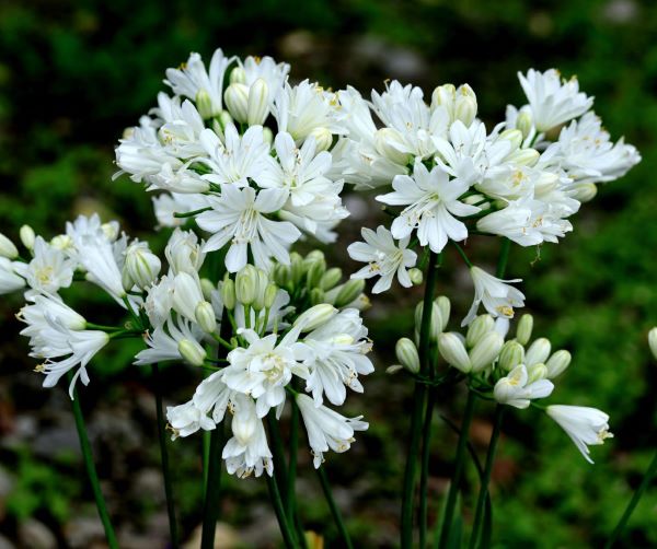 アガパンサスダブルダイヤモンド