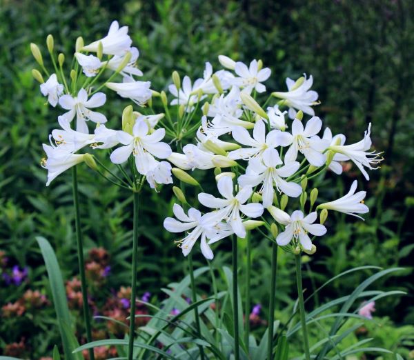 シルバーベビー