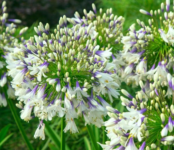 アガパンサスファイヤーワークス