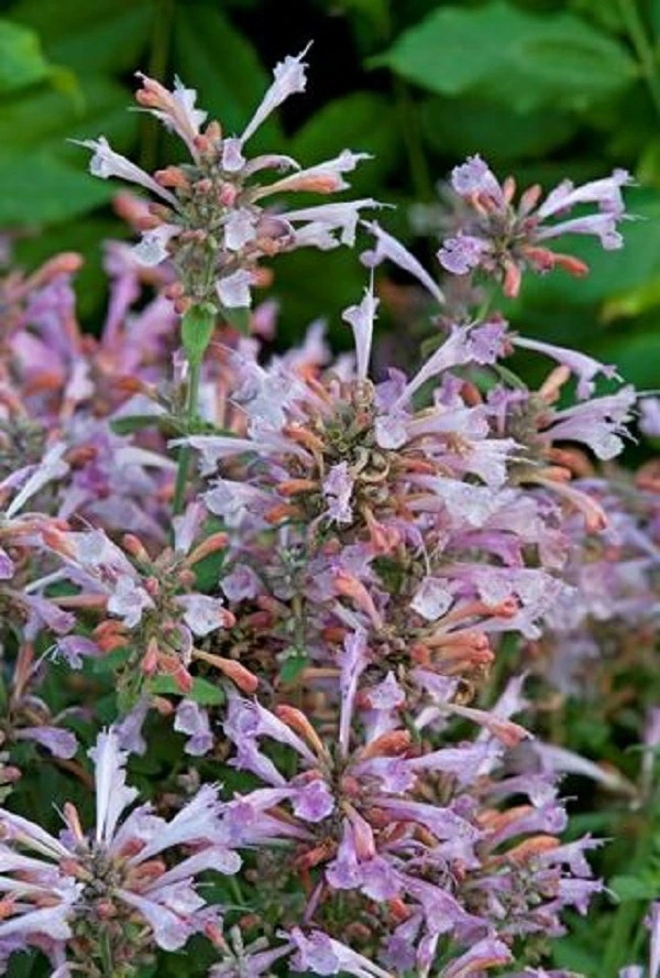 agastache_arizonasun