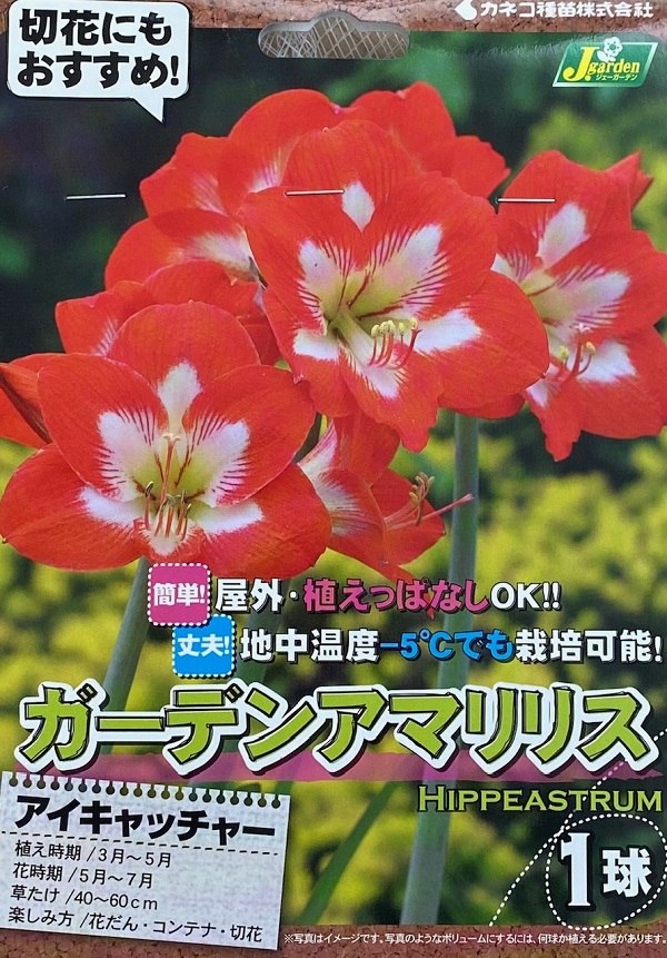 ガーデンアマリリス アイキャッチャー