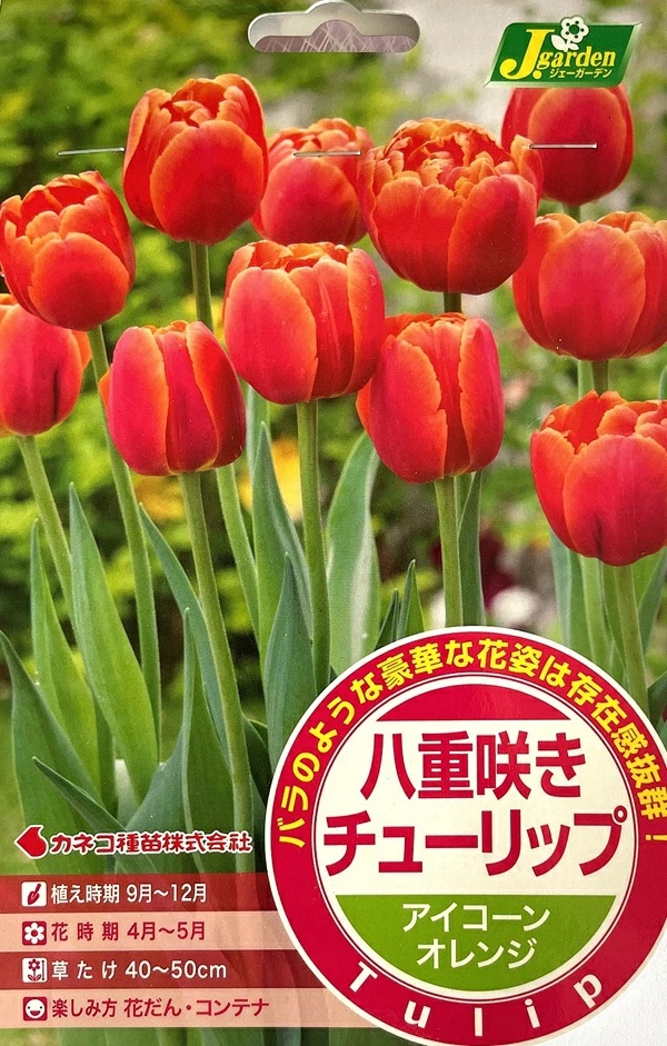 八重咲きチューリップ アイコーン
