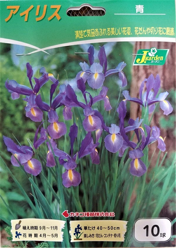 アイリス青