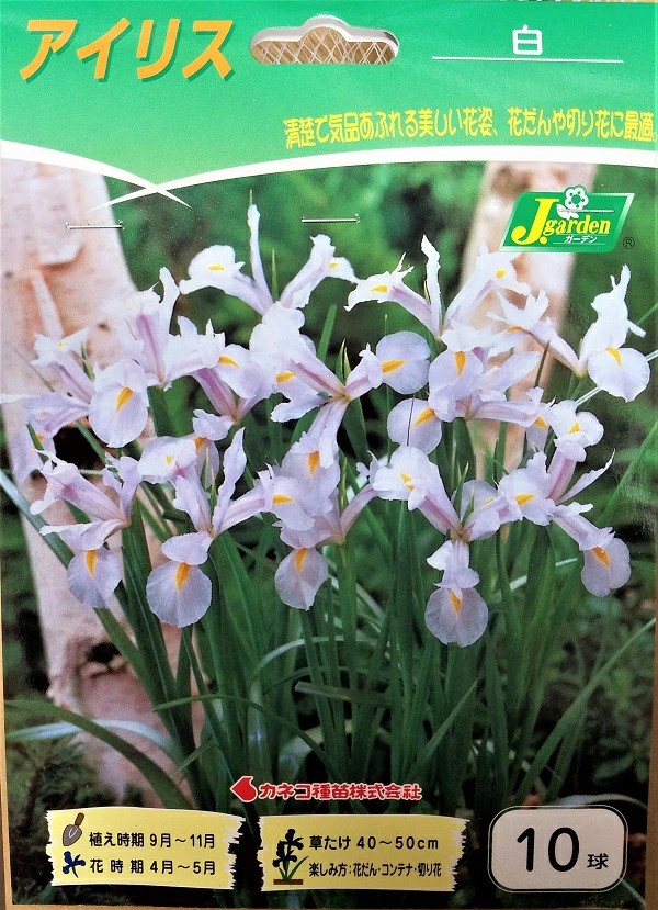 アイリス白