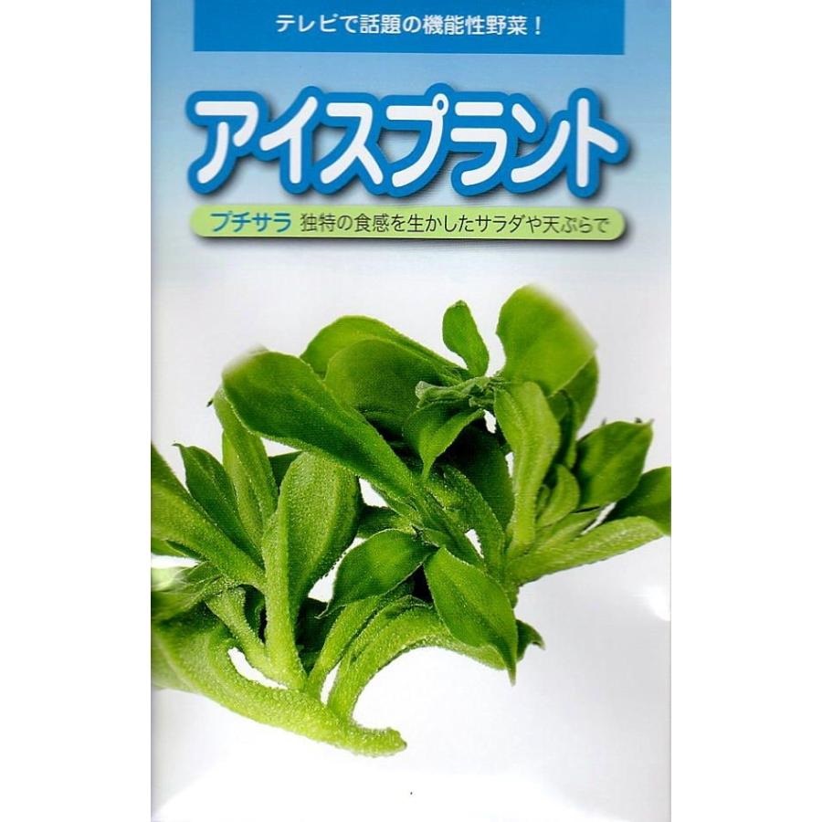 アイスプラント