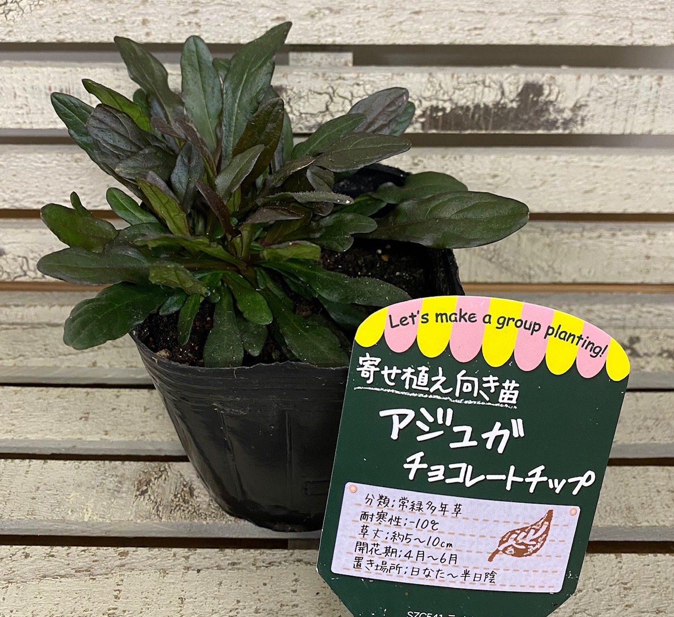 花苗 アジュガ チョコレートチップ 9cmポット 1苗